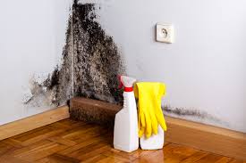 Best Basement Mold Removal  in West Linn, OR